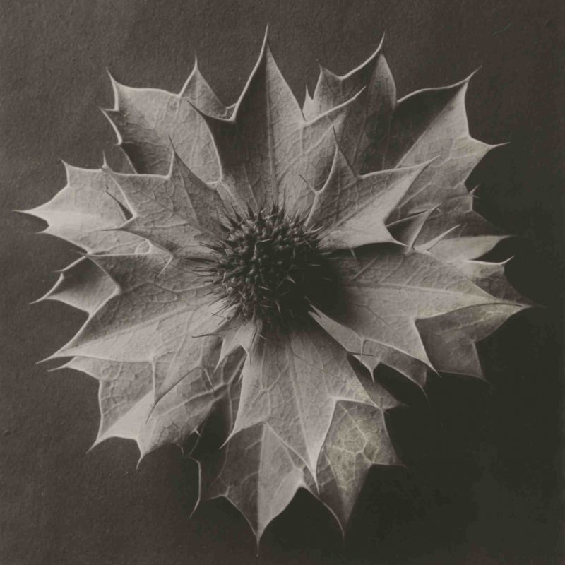 Karl Blossfeldt, Eryngium maritimum, 1915 - 1925, Silbergelatine-Abzug, vintage print, 29,5 x 23,7 cm