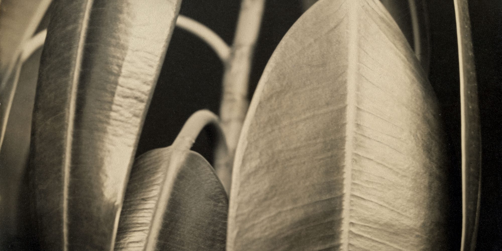 Aenne Biermann, Ficus elastica, 1926-28, Silbergelatine-Abzug, 46,7 x 35 cm, Foto: Sibylle Forster, Stiftung Ann und Jürgen Wilde, Pinakothek der Moderne, München