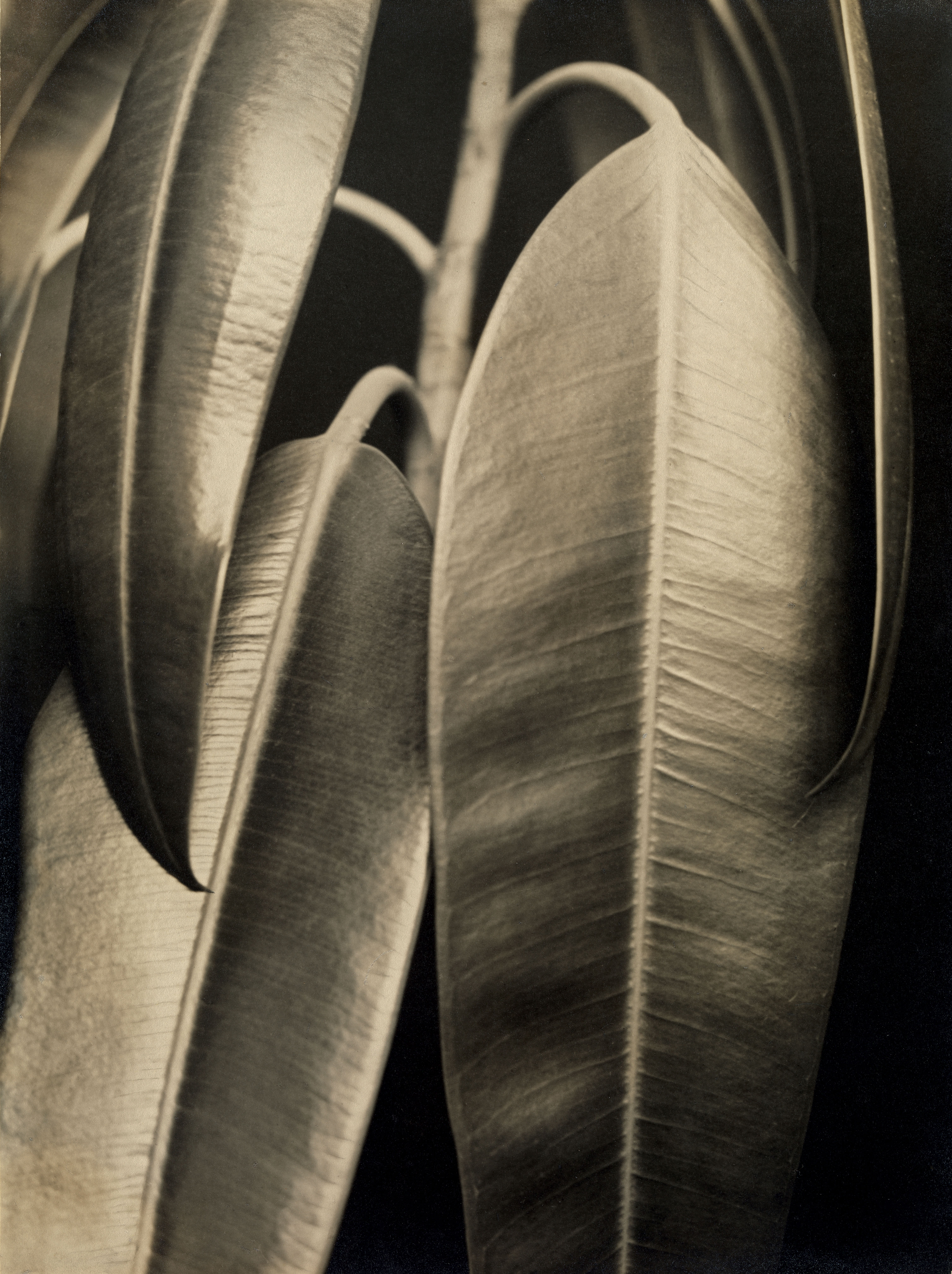 Aenne Biermann, Ficus elastica, 1926-28, Silbergelatine-Abzug, 46,7 x 35 cm, Foto: Sibylle Forster, Stiftung Ann und Jürgen Wilde, Pinakothek der Moderne, München