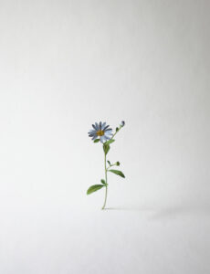 Wild Chrysanthemum 2024