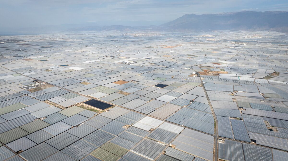 Luftaufnahme von zahlreichen rechteckigen Gewächshäusern, die sich über eine weite Fläche erstrecken, mit Bergen im Hintergrund.
