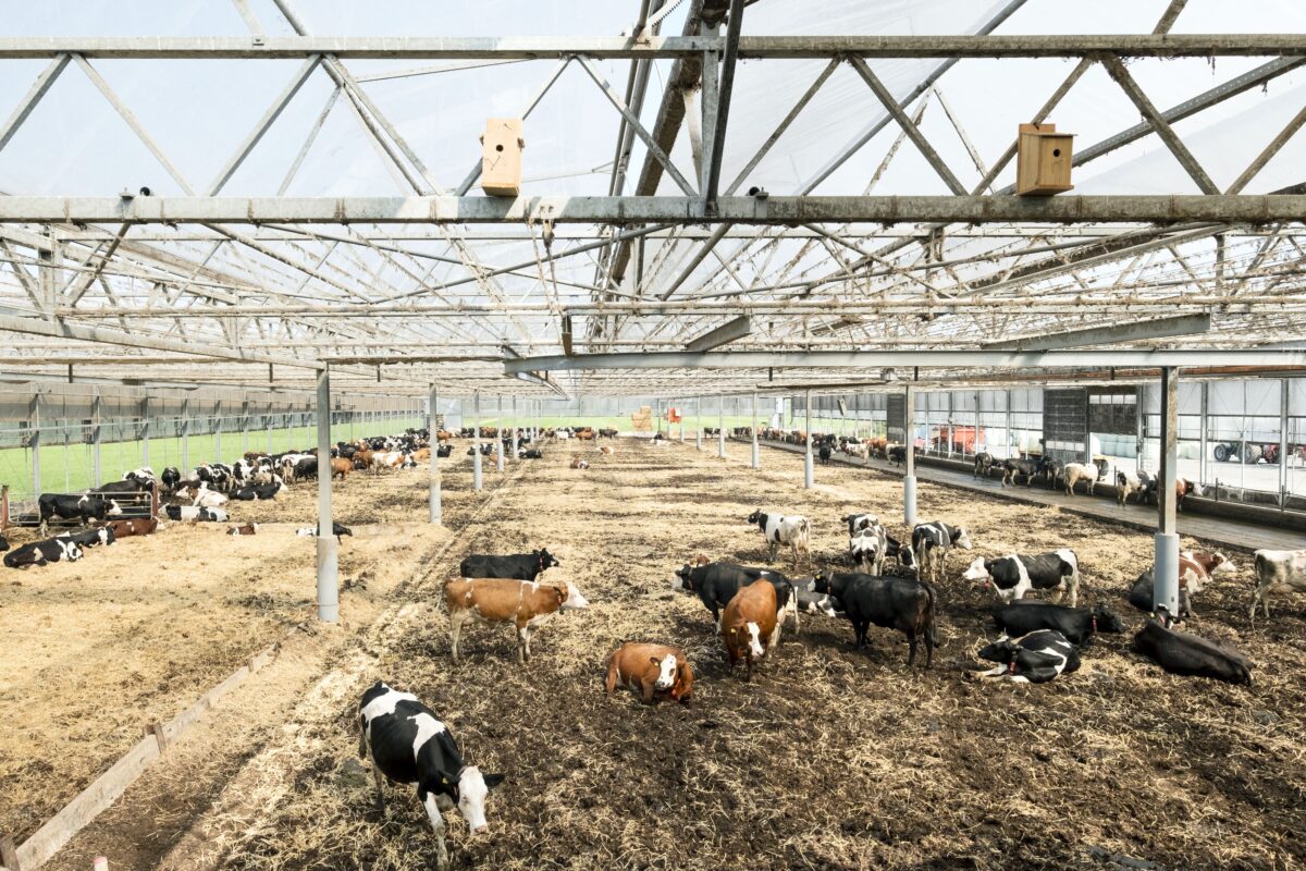 Große offene Stallhalle mit mehreren Kühen verschiedener Farben, die auf Stroh und Erde stehen oder liegen.