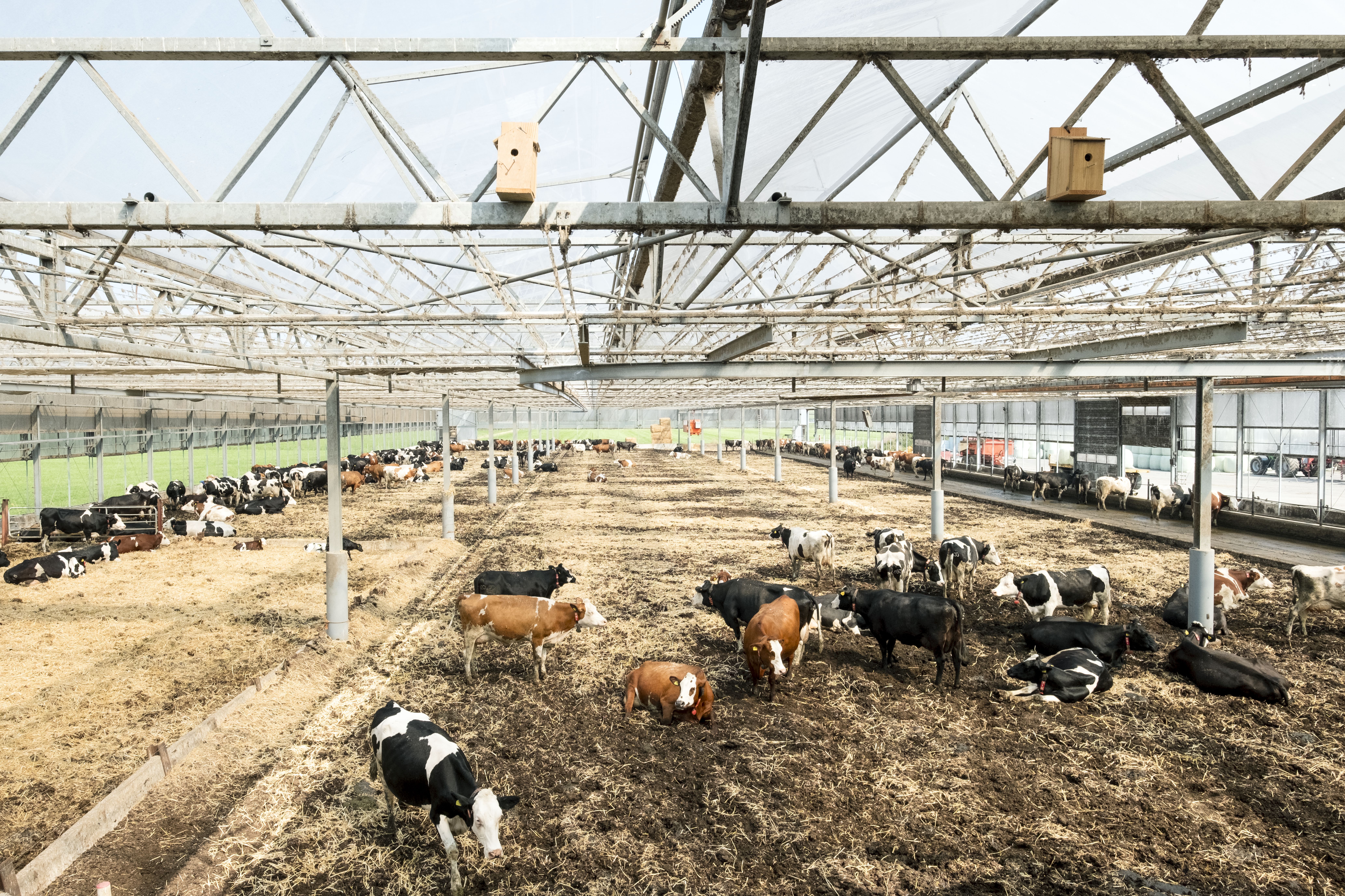 Große offene Stallhalle mit mehreren Kühen verschiedener Farben, die auf Stroh und Erde stehen oder liegen.