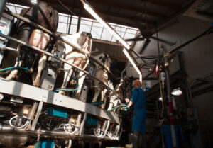 Fig. 0 Milking Barn AM