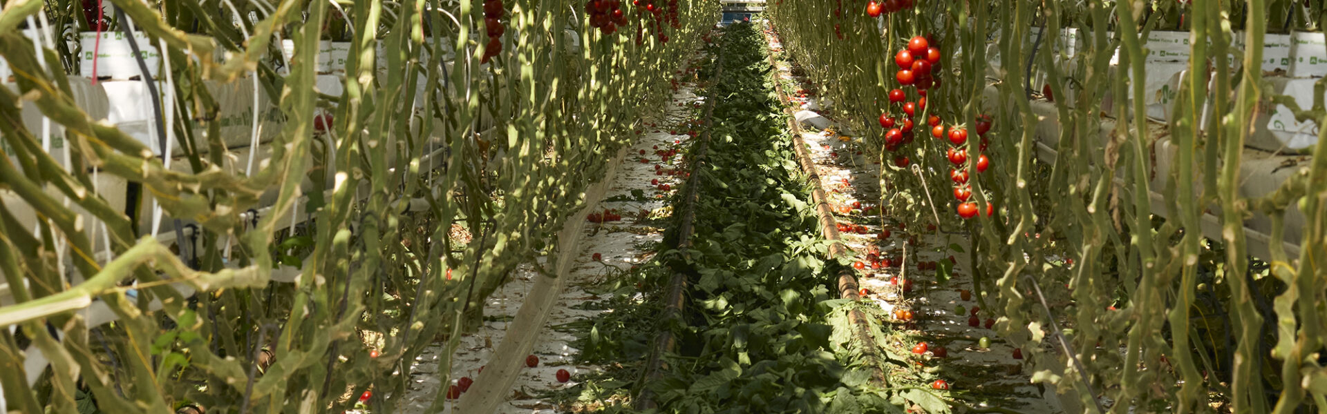 Gewächshaus mit Reihen von Tomatenpflanzen, an denen reife und unreife Tomaten hängen, und Schienen auf dem Boden dazwischen