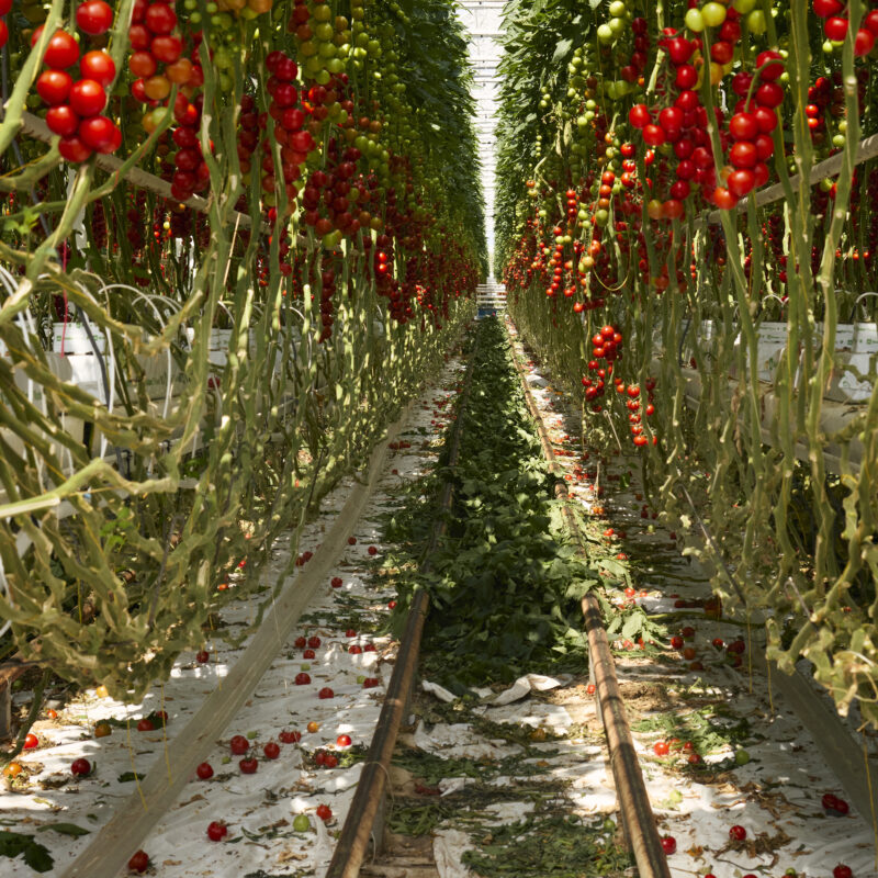 Gewächshaus mit Reihen von Tomatenpflanzen, an denen reife und unreife Tomaten hängen, und Schienen auf dem Boden dazwischen