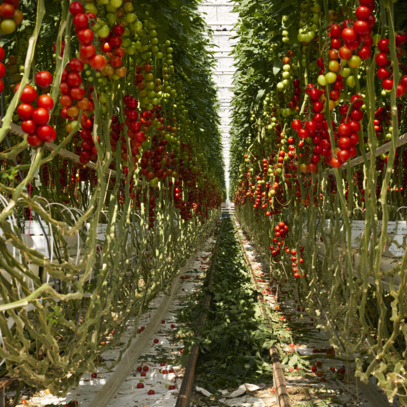 Gewächshaus mit Reihen von Tomatenpflanzen, an denen reife und unreife Tomaten hängen, und Schienen auf dem Boden dazwischen