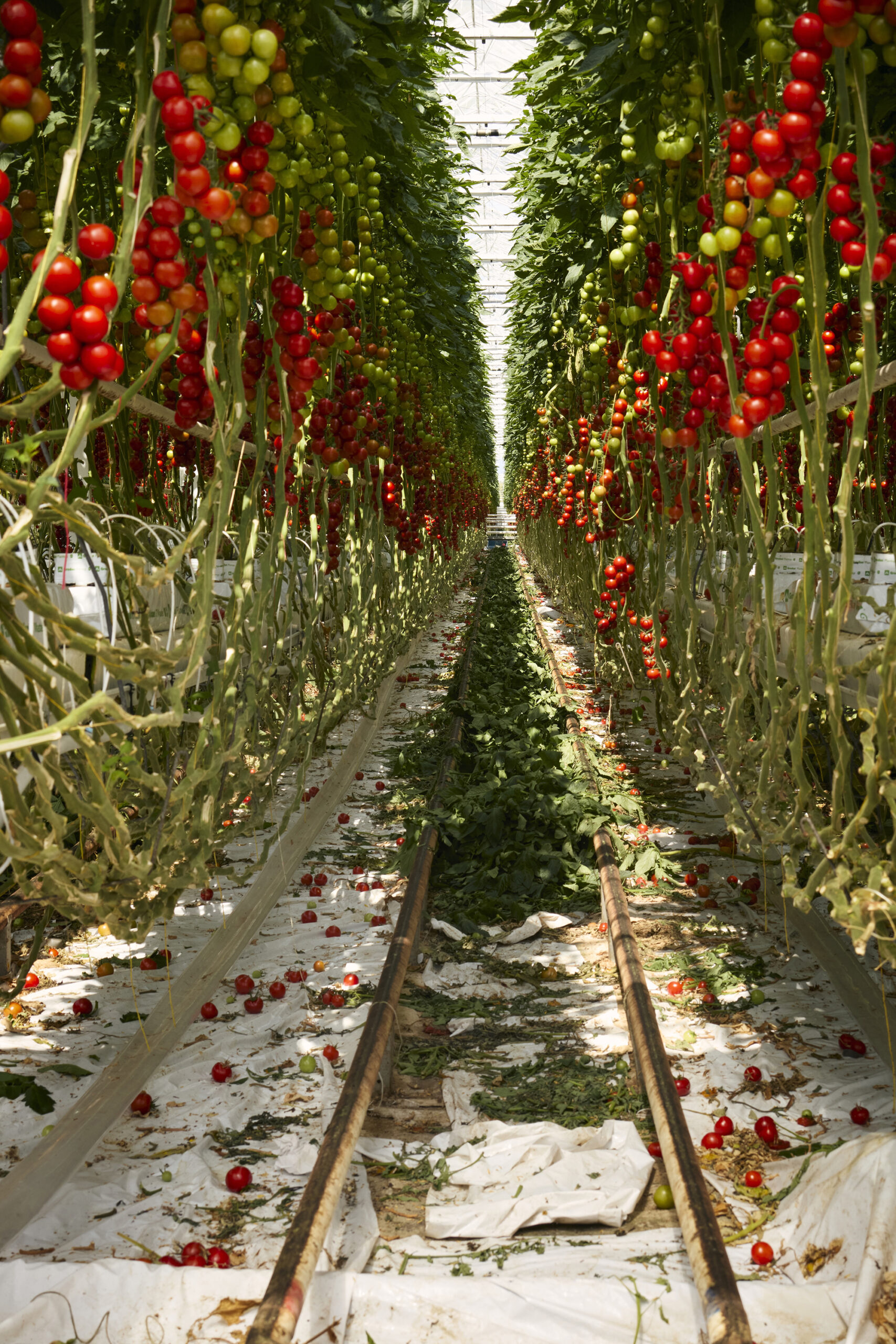 Gewächshaus mit Reihen von Tomatenpflanzen, an denen reife und unreife Tomaten hängen, und Schienen auf dem Boden dazwischen